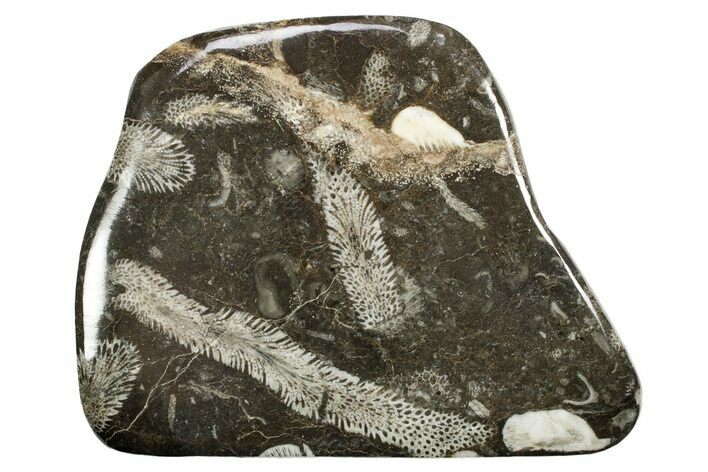 Polished Devonian Fossil Coral and Bryozoan Plate - Morocco #365145